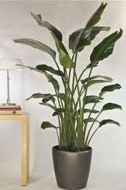 Bird Of Paradise In Large Pot Bird Of Paradise Large Floor Plants Hanging Plants Bathroom Plants
