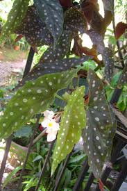 Pin On Cucaracha S Gardening 2017