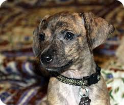 Favorite this post jul 12 female chihuahua. Mini Pinscher Pug Mix Shefalitayal