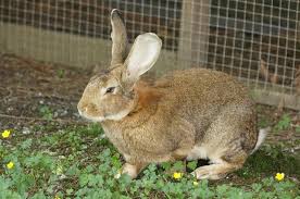 Image result for flemish giant rabbits