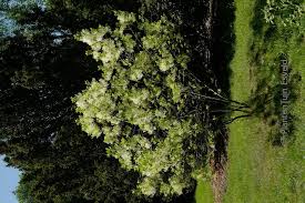 Image result for Chionanthus niloticus