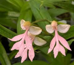 Image result for Habenaria filicornis