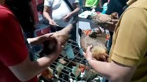 Tiap pagi bulik menyapu halaman belakang , aku pun demikian. Fiestag 2019 Arman Santos Nghenhachay Net