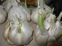 Dig a hole 2 inches deeper than the length of the clove. Planting Garlic Bulbs Minding My P S With Q