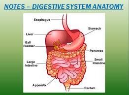 10 largest organs in human. This 16 Slide Power Point Presentation Covers The Main Anatomic Structures Of The Dige Human Digestive System Digestive System Diagram Digestive System Anatomy