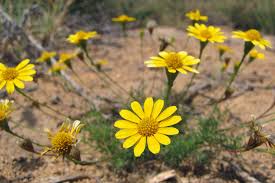 Image result for Dyssodia tenuiloba