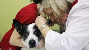 The finest in mobile vet care in tallahassee fl, we are dedicated to providing excellent mobile vet facility and care for your family pet. Even In A Pandemic You May Have To Say Goodbye To A Pet