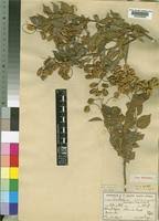 Image result for Combretum padoides