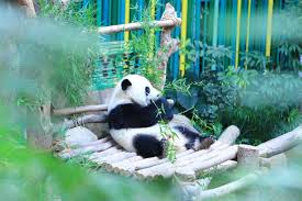 Kuala lumpur zoo tour zoo negara in kuala lumpur malaysia kuala lumpur travel video. Zoo Negara Znegaraofficial Twitter