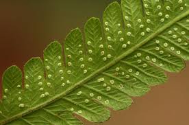 Image result for Christella dentata