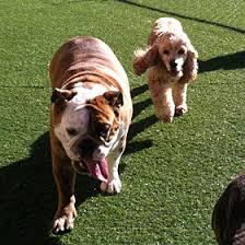 Pet boarding at all american pet resorts fort myers not only provides basic care, but tons of exercise too. Dog Boarding Daycare Bonita Springs Naples Fort Myers Fl