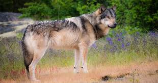 Wolves are common to all parts of the northern hemisphere. It S Time To Take Action For Wolves In British Columbia Raincoast Conservation Foundation