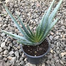 Image result for Aloe suprafoliata
