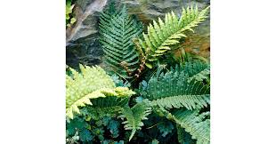 Image result for Blechnum tabulare