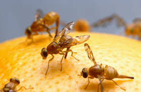 They're probably coming in from the outside. How To Get Rid Of Fruit Flies Lawnstarter