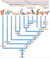 Activity 5 Resource Six Key Transitions In Body Plan Evolution Of The Animal Phyla Evolution Of Animal Life Segmentation How To Plan Life