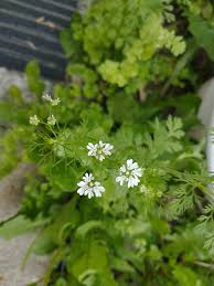 Image result for Coriandrum