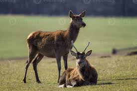 Image result for Cervus elaphus female