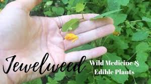 Use gel from the stem of the jewelweed plant, which usually grows near the stinging nettle, to neutralize the pain if you are stung by the plant. Eat The Weeds How To Identify Jewelweed A K A Touch Me Not Youtube