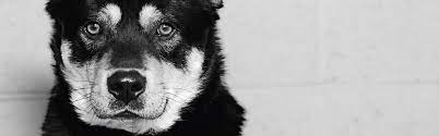Wags pet adoption is dedicated to providing the best quality of care, advocacy, and shelter for lost and homeless animals seeking new permanent loving homes. Pet Adoption Los Angeles Nkla