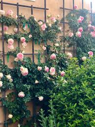 Huntington fence, located in huntington station, new york, is at east 19th street 302. My Rose Garden What Is Blooming Right Now Cindy Hattersley Design