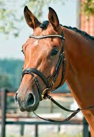 The Orange Book 2014 2015 Pferd Horse Pdf Kostenfreier Download