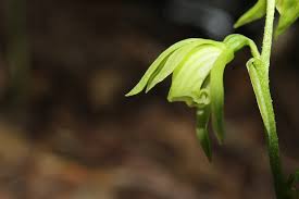 Image result for Nervilia kotschyi