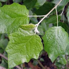 Image result for Populus ×  canescens