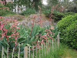 Image result for Beschorneria yuccoides