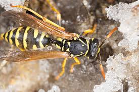 Where Do Wasps Go In The Winter? (Surviving The Chill) - Revive A Bee