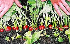 In terms of safety, tobacco mild green mosaic virus can infect plants of the solanaceae (or nightshade) family like tomatoes, potatoes and eggplants, but is researchers working with a different plant virus or nanomaterial could use our model to determine how well their particle would work as a pesticide. Radish Pests And Control Of Them How To Process A Plant From Cruciferous Flea And Other Insects Preparations And Folk Remedies Methods Of Prevention Photos Garden