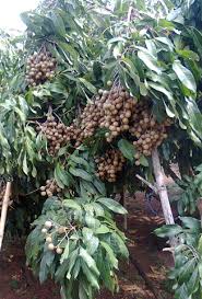 Ini karena fakta didapati batu mata kucing merupakan batu jenis chrysoberyl. Pokok Mata Kucing Tanamannya