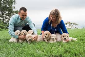 This precious golden retriever puppy will make a great protection dog and family pet! Ethos Golden Retrievers
