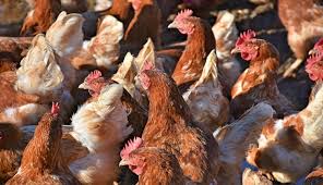 Maybe you would like to learn more about one of these? Pengaruh Suhu Buruk Bagi Kualitas Telur Yang Diahasilkan Ayam Petelur Alat Uji