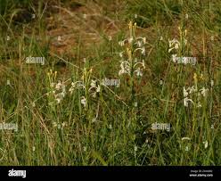 Image result for Chascanum hederaceum