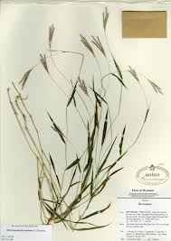 Image result for Microstegium fasciculatum