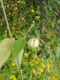 Image result for Tragia shirensis