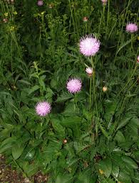 Image result for Gutenbergia polycephala