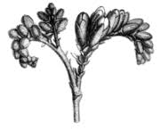 Image result for Dalbergia nitidula