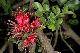 Image result for Schotia capitata