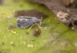 Image result for Afroligusticum