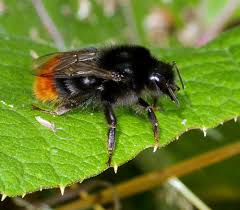 Image result for Bombus lapidarius