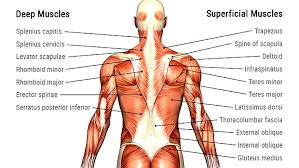 This week i will continue my wrist studies. One Arm Rows How To Improve One Arm Row Workout Move Strong Physical Therapy