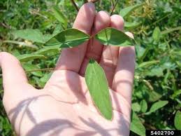 Image result for Desmodium tortuosum