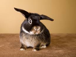 Rabbits are pretty much the cutest thing. Getting A Pet Rabbit What To Expect
