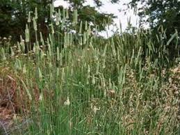 Image result for Phalaris
