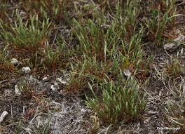 Image result for Anthephora pubescens