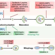 The potential autophagic targets for striated muscle disease treatment.... 