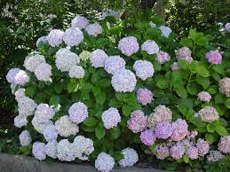 Bigleaf Hydrangea Can Change Flower Color From Pink To Blue Or Back By Adjusting The Soil Ph Bigleaf Hydrangea Big Leaf Hydrangea Hydrangea Care