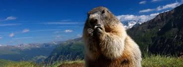 Check spelling or type a new query. Tier Des Monats Murmeltier Lernspass Fur Kinder